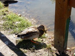 image409